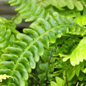 Blechnum spicant