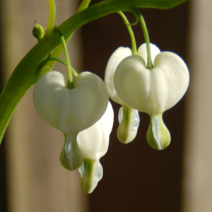 Dicentra spectabilis Alba