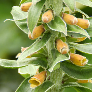 Digitalis parviflora