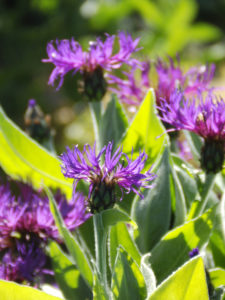 Centaurea