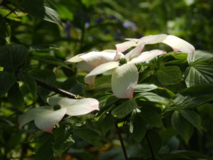 Cornus flowers