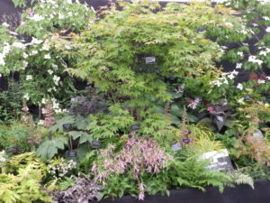 Gardeners World Live 2017