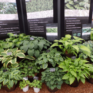 Mickfield Hostas