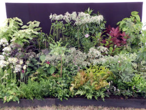 Sandringham Flower Show 2015
