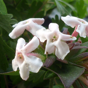 Abelia mosanensis