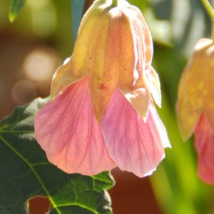 Abutilon 'Pink Charm'