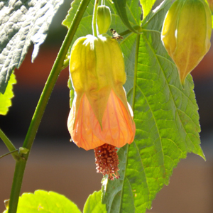 Abutilon milleri