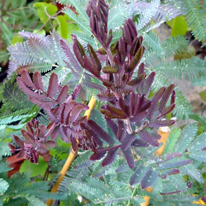 Acacia baileyana purpurea