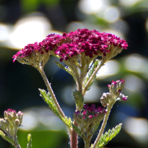 Achillea 'Summer Wine'