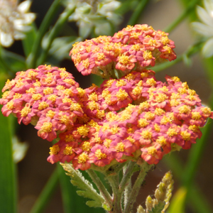 Achillea 'Walther Funcke'