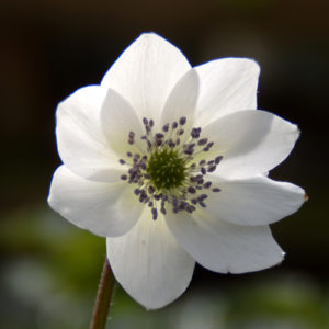 Anemone leveillei