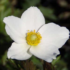 Anemone sylvestris