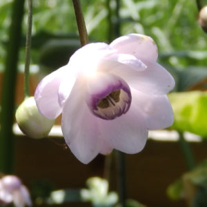 Anemonopsis macrophylla