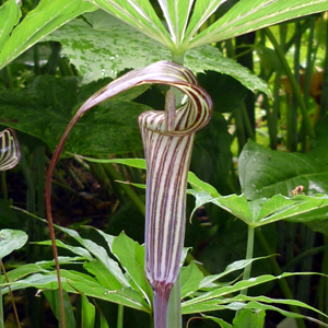 Arisaema triphyllum