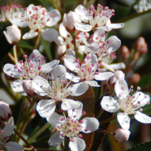Aronia arbutifolia Erecta