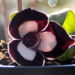 Asarum 'Silver Panda'