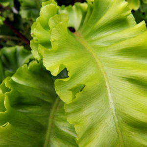 Asplenium scolopendrium