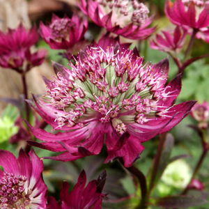 Astrantia major 'Gill Richardson'