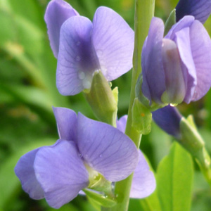 Baptisia australis