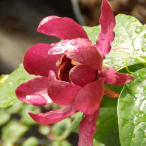 Calycanthus occidentalis 'Aphrodite'