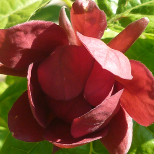 Calycanthus raulstonii 'Hartledge Wine'