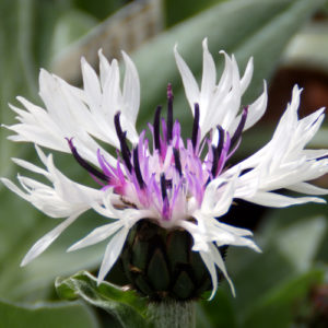 Centaurea 'Amethyst in Snow'