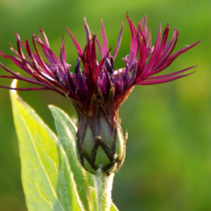 Centaurea 'Black Sprite'
