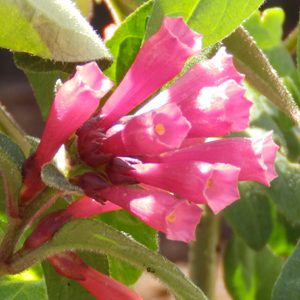 Cestrum elegans