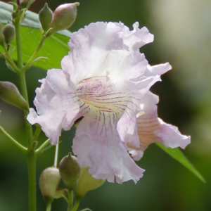 Chitalpa tashkentensis 'Summer Bells'