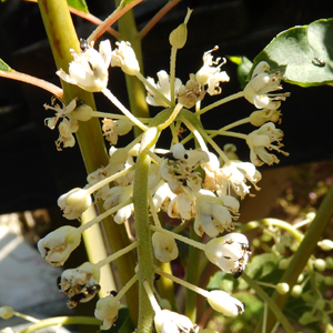 Clethra barbinervis