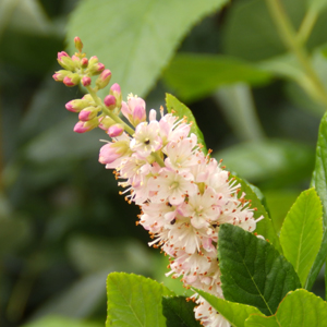 Clethra 'Ruby Spice'