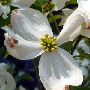 Cornus 'Cloud Nine'