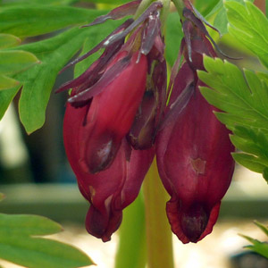 Dicentra 'Bacchanal'