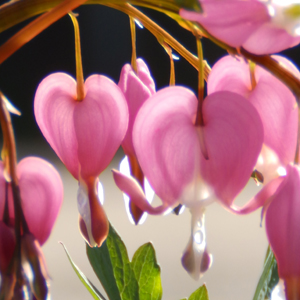 Dicentra spectabilis