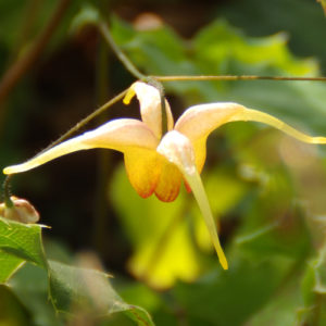 Epimedium 'Amber Queen'