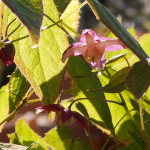 Epimedium rubrum