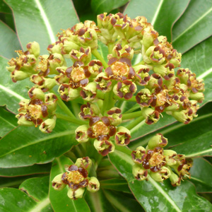 Euphorbia mellifera