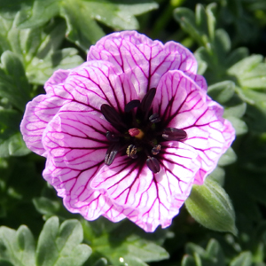 Geranium cinereum 'Ballerina'