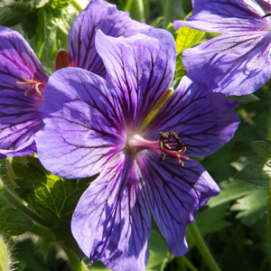 Geranium magnificum