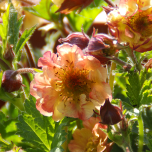 Geum 'Savannah Sunset'