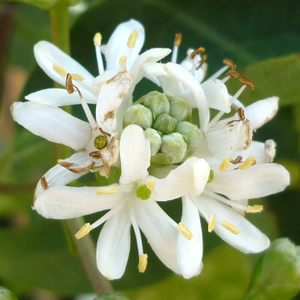 Heptacodium miconoides - flowers
