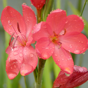 Hesperantha coccinea Major