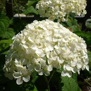 Hydrangea arborescens 'Annabelle'