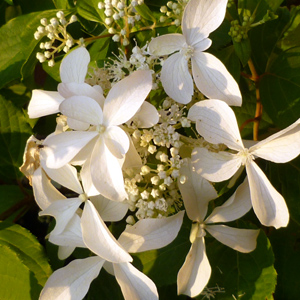 Hydrangea 'Great Star'