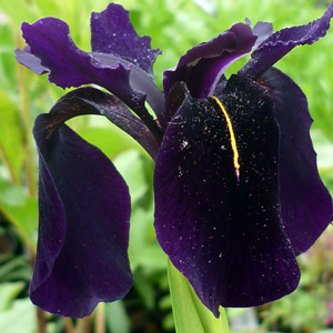 Iris chrysographes black form