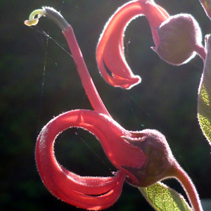 Lobelia tupa