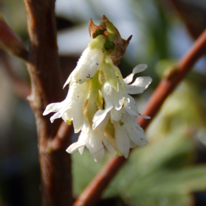 Lonicera elisae