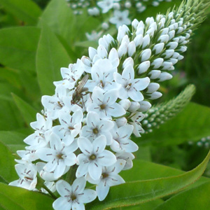 Lysimachia clethroides