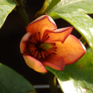 Magnolia 'Figo'