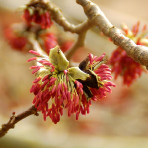 Parrotia persica